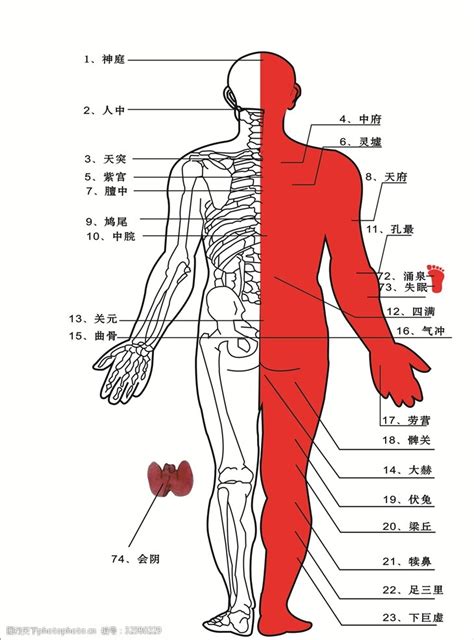 身体部位|人体